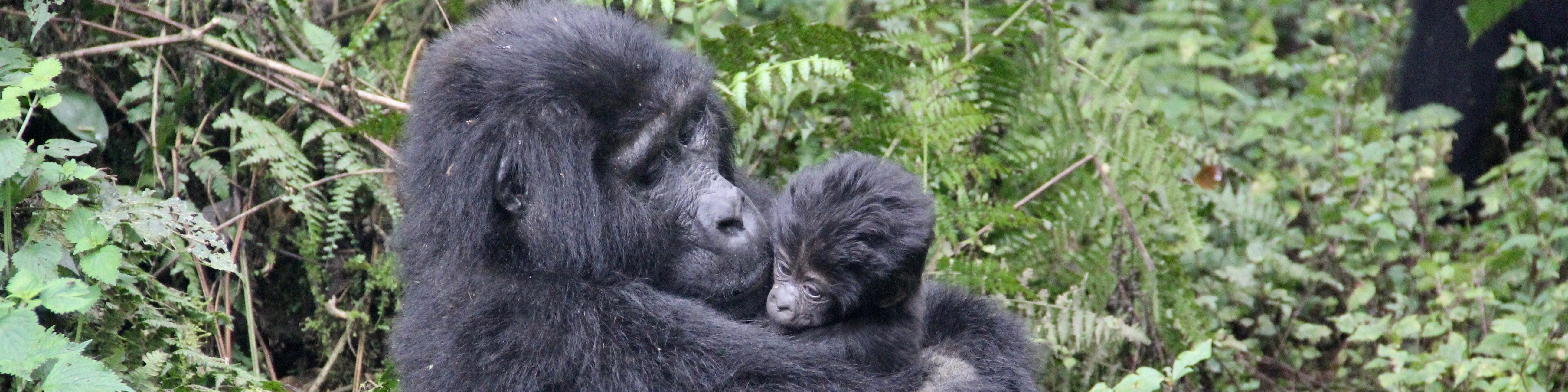 Uganda – 4 Day Gorilla Trekking Safari